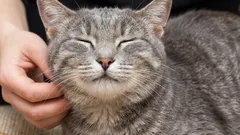 Is your cat satisfied with its life? Check it out right now!