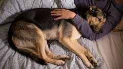 Why does a dog snuggle up to its owner when sleeping? Instincts and emotions in action
