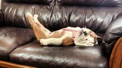 6 incredible sleeping positions in dogs: what do they mean?