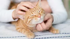 Why do cats like it when you scratch their cheeks and chin? It's not just affection.