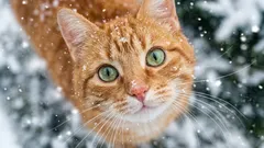 How to help domestic cats survive the cold weather: mistakes to avoid