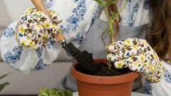 Feeding indoor plants in February: secrets to successful winter feeding
