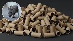 How to get rid of mice in your home with a toilet brush holder: an effective homemade trap