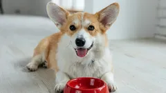 Why you shouldn't feed your dog raw meat and 10 other foods from our table that are not recommended for dogs