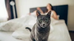 How to stop your cat from waking you up at five in the morning: try this approach