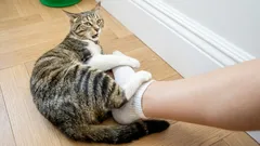  Why does your cat throw itself at your feet and bite you—and what should you definitely not do in response?