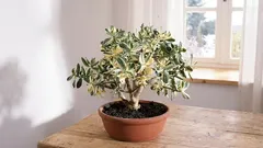 Growing crassula to attract wealth and success into your home