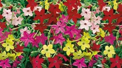 Sweet tobacco is the perfect fragrant flower for February seedlings.