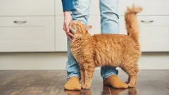 Cat obsession with its owner: why does my cat follow me around?