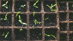 What to sow in February for seedlings: which flowers and vegetables