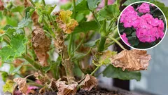 Geraniums do not bloom, their leaves turn yellow and stretch out. How to help the plant in winter