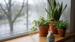 Don't waste money on chemicals: which indoor plants will save your home from mold and moisture