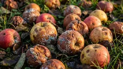 Can rotten apples and pears be turned into fertilizer or compost: an eco-friendly way to dispose of fruit for a healthy garden