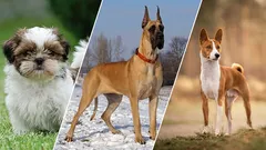 Lovers of silence: 7 dogs that bark the least